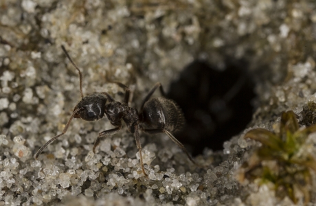 Schwarze Wegameise  (Lasius niger) - © Gernot Kunz